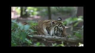 Cary Magazine Visits Carolina Tiger Rescue