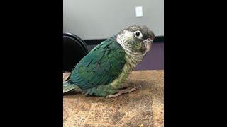 Sheriff: Florida man steals parrot by putting bird in pocket | Herald-Tribune