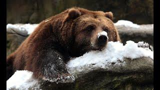 winter hibernation of the bear, or why does the bear suck his paw? |  THE GREAT BARBEAR