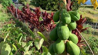 Two Year Old Food Forest in Hawaii: Epic Tour