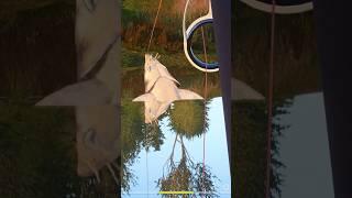 ПОЙМАЛ МОНСТРА С АХТУБЫ БЕЛУГА РР4 Русская Рыбалка 4 #shorts #рр4 #белуга #русскаярыбалка4 #трофей