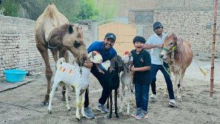 Qurbani k leye itny sary bakry b A Gaye  || Bakra b le leya || Last Day with Camel  ||