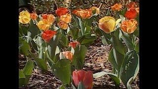 Tulips at the Kirkpatrick Center