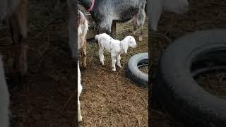Новый козоребенок