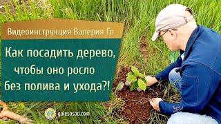 Как посадить дерево, чтобы оно росло без полива и ухода?!