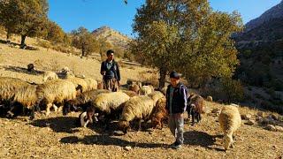 IRAN nomadic life | A story about grazing sheep in the cold winter. | Nomadic lifestyle iran