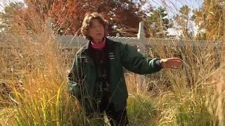 UMN Extension Mice Damage to Grasses