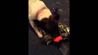 Doggy secret Santa opening