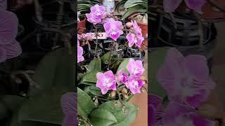 Phaleanopsis orchids bloom so beautiful @short #orchidlovers @Viral