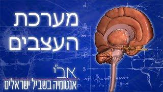 הסבר בסיסי על מערכת העצבים