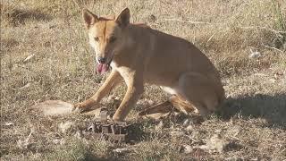 Wild dog trapping in the western suburbs of Brisbane