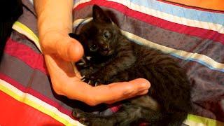 BENGAL KITTEN - SOOOO CUTE!