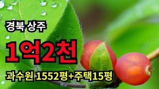 2차선 도로 계곡옆 1552평 과수원+15평 주택=1억2천