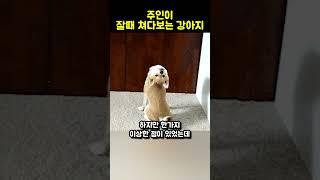 잠자는 주인을 지켜보던 강아지... 이유를 알고보니 깊은 사연이