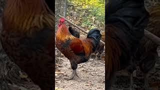 What Breed is This? #rooster #chickens #farm #homestead Chamberlin Family Farms “Naturally Good”