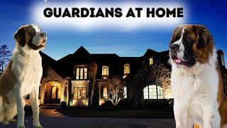 Are Saint Bernards Good Guard Dogs ? 