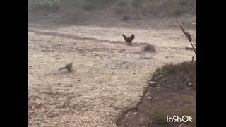 Mongoose chasing Hen