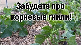 Корневая гниль у огурцов? ВСЕГО ОДНА ОБРАБОТКА ПОМОЖЕТ. Лучшее средство от грибковых заболеваний .