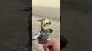 Master Cage se Cockatiel Udd gya | Crow ne Birds pe attack Kia | Daily Pet Vlogs #parrot