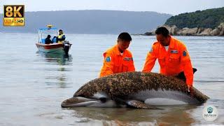 Incredible Dolphin Rescue! Trapped in Ocean Stones & Barnacles – Safe Haven Animal Rescue Mission 