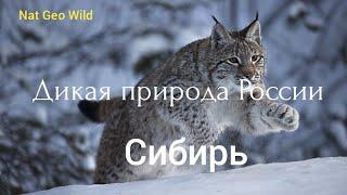 Nat Geo Wild. Дикая природа России. Сибирь.