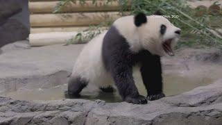 Giant pandas at National Zoo have different personality traits