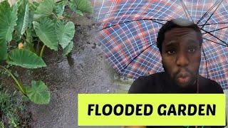 My Entire Garden FLOODED! What’s Next? Jamaican Living In Australia 