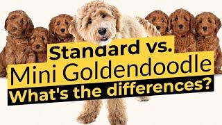 Goldendoodle vs. Mini Goldendoodle - Size Comparison 