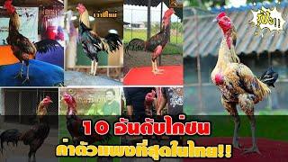 10 อันดับไก่ชนที่ค่าตัวแพงที่สุดในไทย