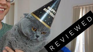 Basil the British Shorthair Cat Review after 3 years