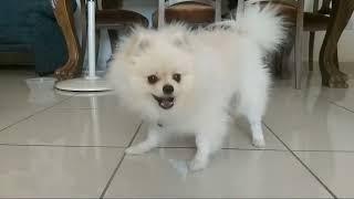 Pomeranian white dog