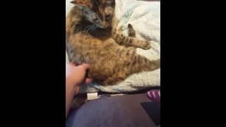 Introduction of Kitty-Bit Games!