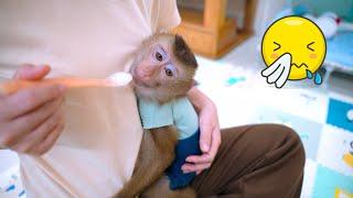 Pupu monkey doesn't want to eat, Mom is very worried!