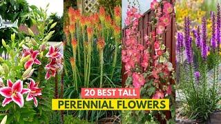 20 Best Tall Perennial Flowers