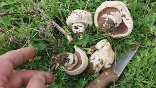 Agaricus bitorquis 31/3/18