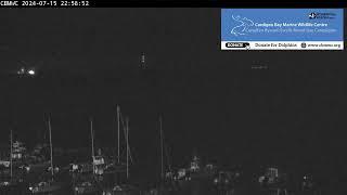 CBMWC Dolphin Watch Live: 2024-07-15