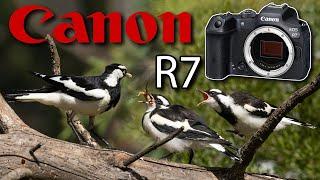 Canon R7 & EF 100-400 IS II - Bird Photography: Magpie Larks in Action