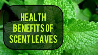 HEALTH BENEFITS OF SCENT LEAVES #viralvideo #scentleaves #explorepage