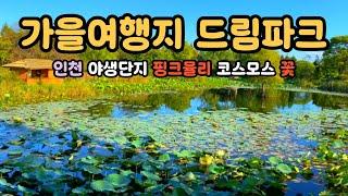 서울 근교 가을 여행지 추천 | 드림파크 야생화 공원에서 만난 핑크뮬리와 코스모스