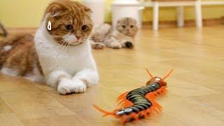 대왕 지네를 본 고양이의 반응 Cats' Reaction to a Giant Centipede [SURI&NOEL CAT's STORY]