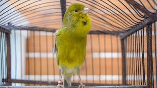 Master the Art of Canary Singing with This Proven Technique From The Most Powerful Canary Song