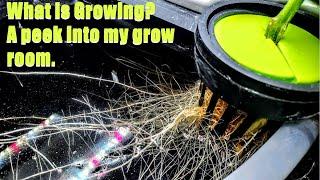 HYDROPONICS - WHAT IS GROWING?