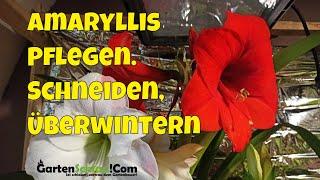 Wie man Amaryllisgewächse richtig pflegt | Gartenschlau.com 