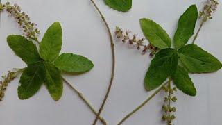 flower creativity using tulsi leaves |colour your dreams | #shorts
