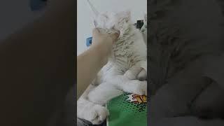 Cute Cat Elisha 22 | CAT