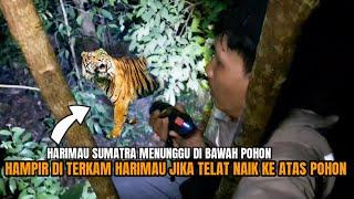 CAMPING HOROR: SELAMATKAN NYAWA NAIK POHON HINDARI TERKAMAN HARIMAU SUMATRA YG MENGEJAR