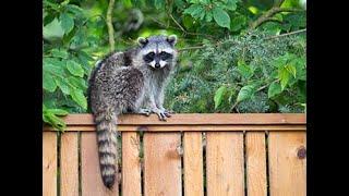 Wild Raccoon Visit to home | Дикий енот в гости | Raccoon Lovers | Любите енот