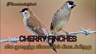 CHERRY FINCH|Plum headed finch|Breeding|Exotic Finches|MPS Farm