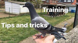 Belgian Racing Pigeons : Training Day For The Youngest 2020 Pigeons | Tips And Tricks