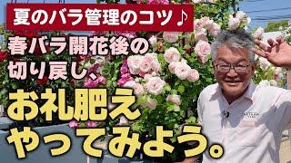 【バラの育て方】夏のバラ管理のコツ春バラ開花後の切り戻し、お礼肥えやってみよう。（2025年6月6日）